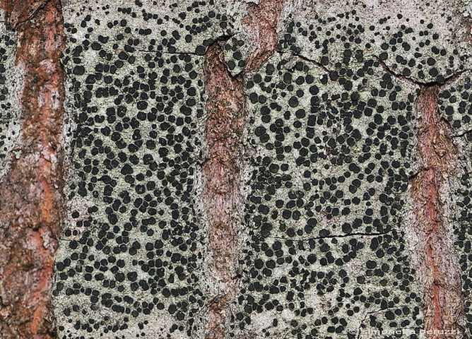 Licheni del parco sotto casa